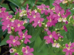 Hedge Cuphea Hyssopifolia Jocelyns Pink