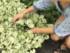 Indoor Garden Ground Covers Syngonium Podophyllum Roxana