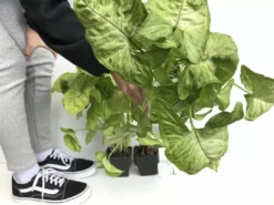 Indoor Garden Syngonium Golden Illusion - 85mm