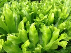 Indoor Garden Narrow Spaces Asplenium Antiquum Leslie 11 Indoor Garden Narrow Spaces Asplenium Antiquum Leslie