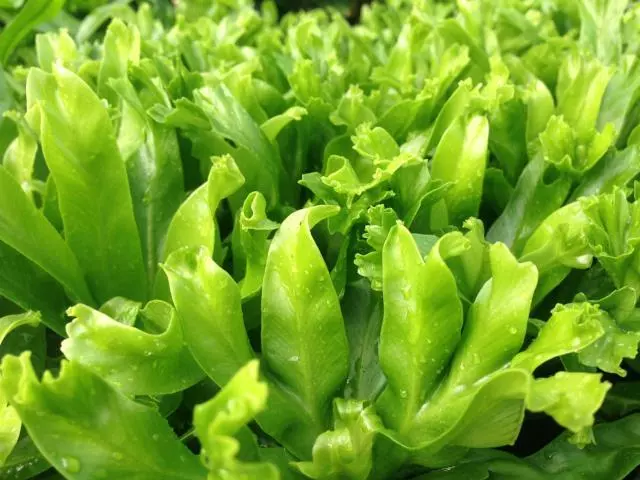 Indoor Garden Narrow Spaces Asplenium Antiquum Leslie 7 Indoor Garden Narrow Spaces Asplenium Antiquum Leslie