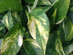 Indoor Garden Pothos 'Devils Ivy' Golden Pothos Pack (Devil's Ivy) - 85mm