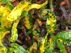 Shrubs Croton Bush On Fire