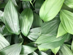 Indoor Garden Rhaphidophora Decursiva