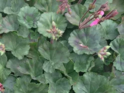 Shrubs Geranium Nano Pink