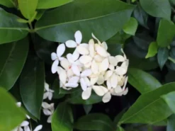 Shrubs Ixora White Malay