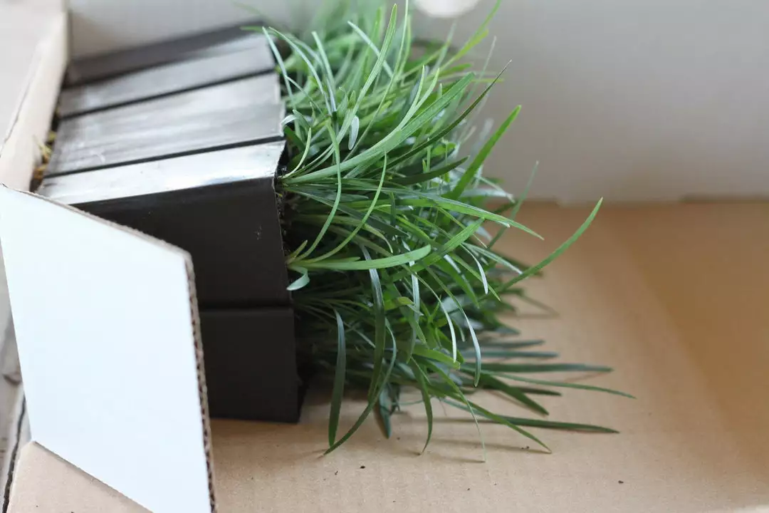 Shrubs Mini Mondo / Dwarf Mondo Grass Ground Covers 4 Shrubs Mini Mondo / Dwarf Mondo Grass Ground Covers