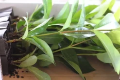 Shrubs Ixora White Malay