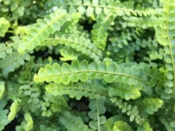 Indoor Garden Ground Covers Nephrolepis Cordifolia Duffii
