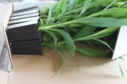 Shrubs Cordyline Congesta