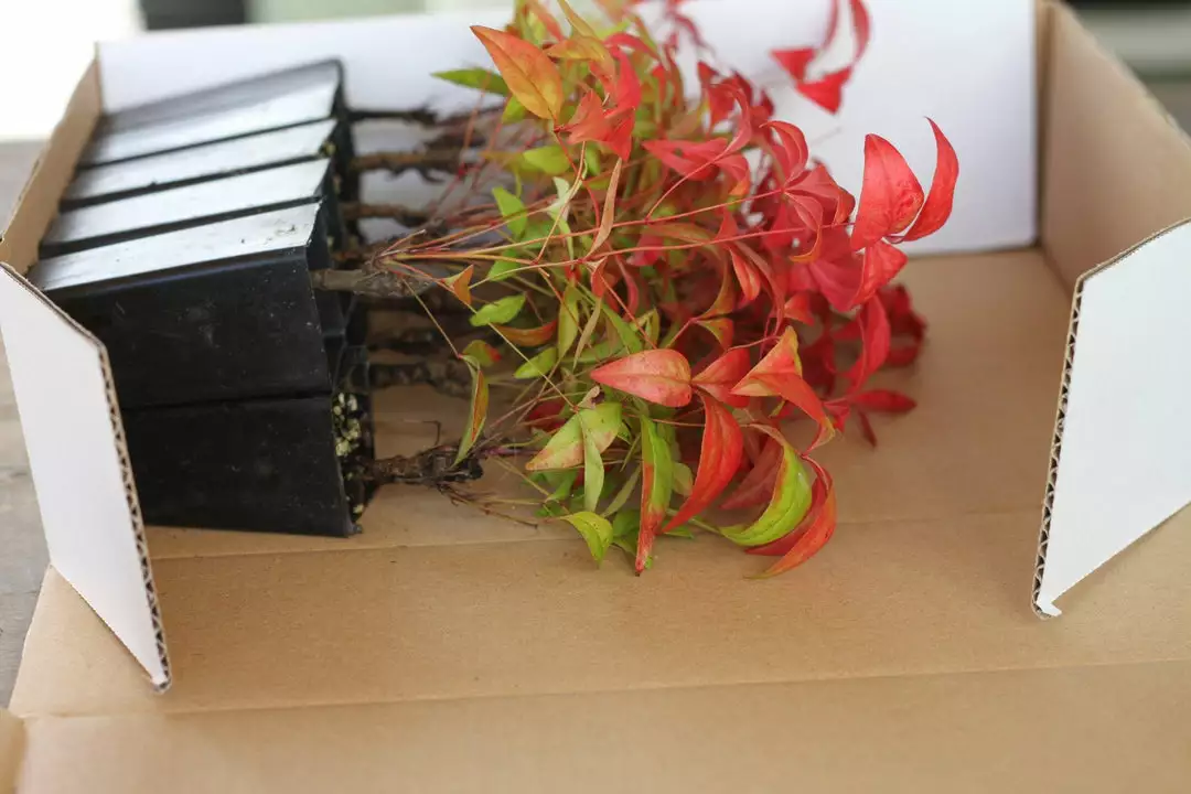 Hedge Nandina Domestica Nana 4 Hedge Nandina Domestica Nana