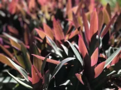 Shrubs Border Plants Tradescantia (Rhoeo) Dwarf