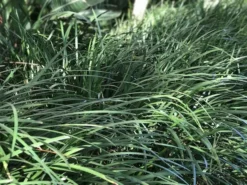 Shrubs Full Sun Liriope Muscari Big Blue