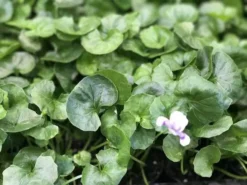 Shrubs Viola Hederacea Native Violet