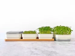 Micropod Continuous Grow Kit Gift Kits