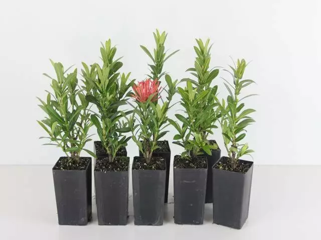 Shrubs Ixora Sunkist Orange 3 Shrubs Ixora Sunkist Orange