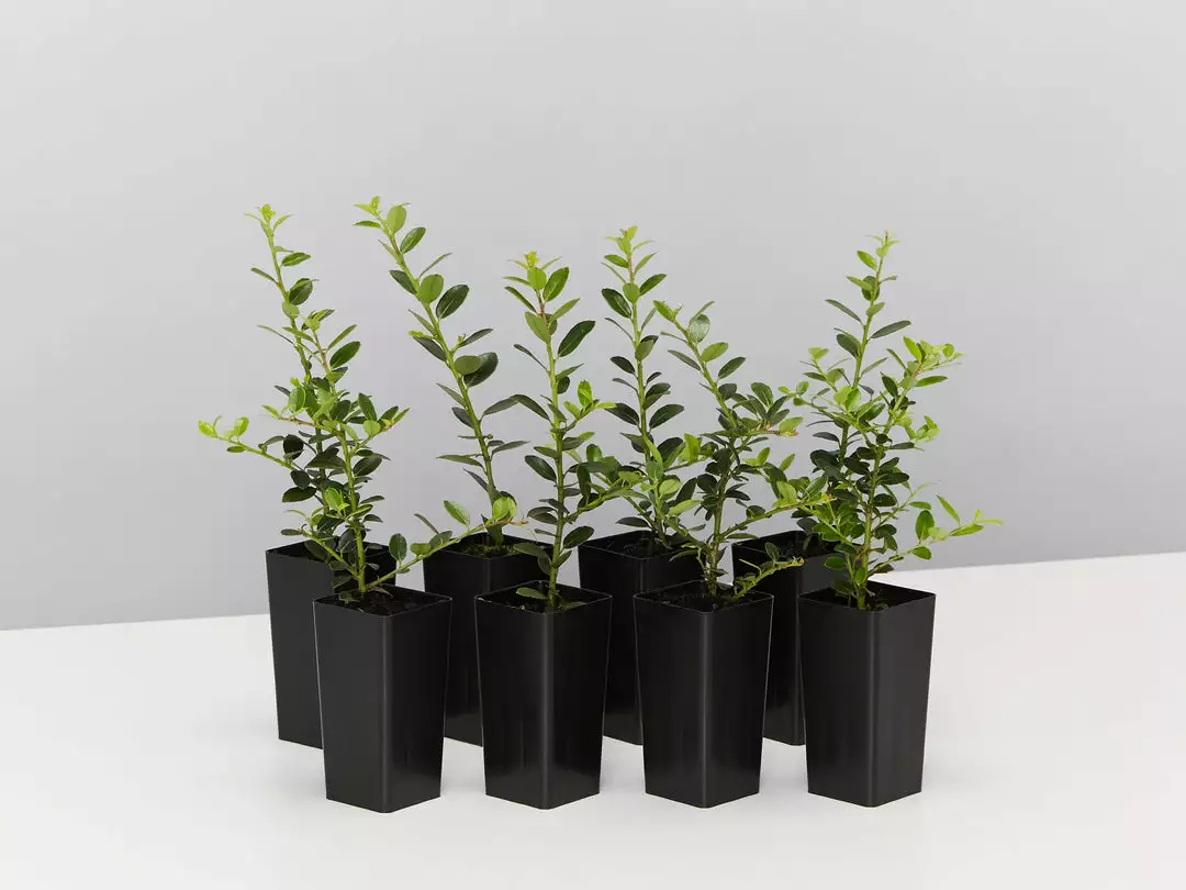 Plants In A Box Full Sun Japanese Holly Upright (Ilex Crenata Schwoebel) 3 Plants In A Box Full Sun Japanese Holly Upright (Ilex Crenata Schwoebel)