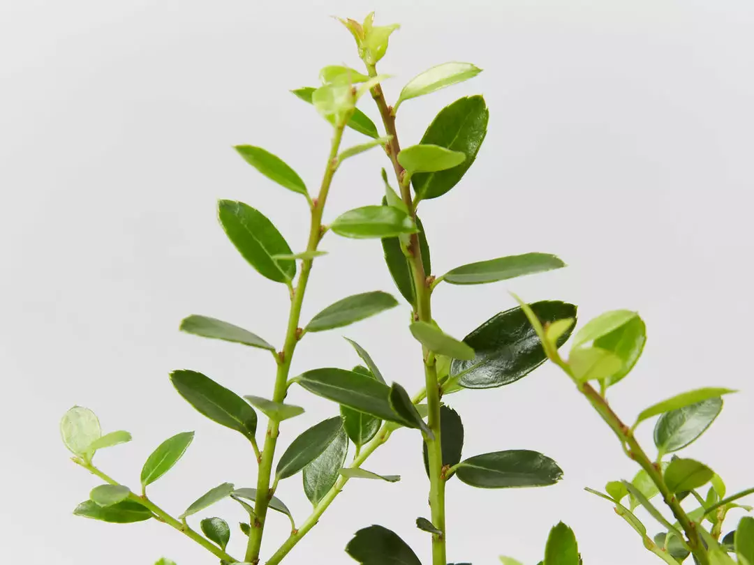 Plants In A Box Full Sun Japanese Holly Upright (Ilex Crenata Schwoebel) 4 Plants In A Box Full Sun Japanese Holly Upright (Ilex Crenata Schwoebel)