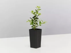 Plants In A Box Full Sun Japanese Holly Upright (Ilex Crenata Schwoebel) 10 Plants In A Box Full Sun Japanese Holly Upright (Ilex Crenata Schwoebel)