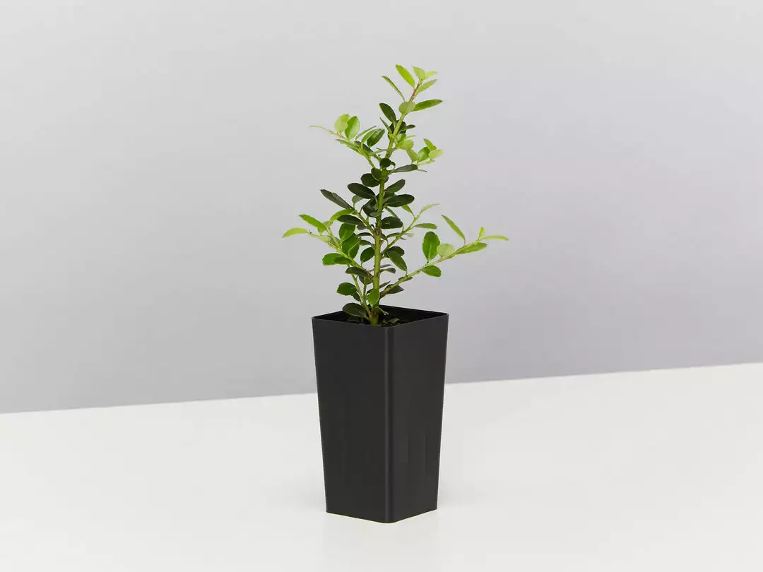 Plants In A Box Full Sun Japanese Holly Upright (Ilex Crenata Schwoebel) 6 Plants In A Box Full Sun Japanese Holly Upright (Ilex Crenata Schwoebel)