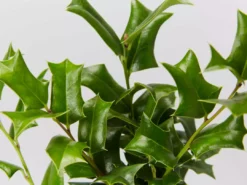 Hedge Ilex Aquifolium - English Holly