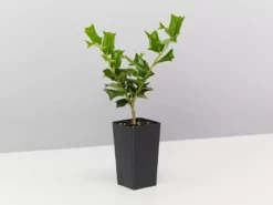 Hedge Ilex Aquifolium - English Holly