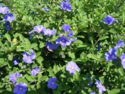 Shrubs Evolvulus Pilosus Blue