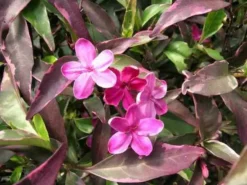 Shrubs Barleria Obtusa 'Purple Gem'