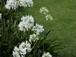 Shrubs Agapanthus Orientalis White Border Plants