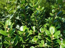 Hedge Ficus Microcarpa Green Island