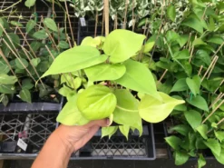 Indoor Garden Philodendron Hederaceum Lemon Lime 7 Indoor Garden Philodendron Hederaceum Lemon Lime