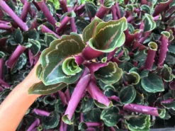 Indoor Garden Calathea Roseopicta Medallion Pet-friendly Indoor Plants 10 Indoor Garden Calathea Roseopicta Medallion Pet-friendly Indoor Plants