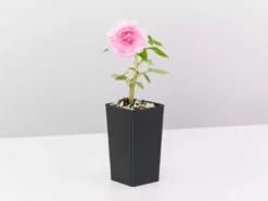 Shrubs Impatiens Walleriana Fiesta Bonita Pink Double 9 Shrubs Impatiens Walleriana Fiesta Bonita Pink Double