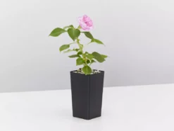 Shrubs Impatiens Walleriana Fiesta Stardust Lavender Border Plants