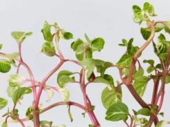 Shrubs Iresine Herbstii