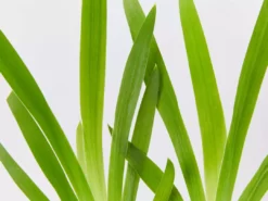 Shrubs Full Sun Iris Domestica 'Leopard Lily'