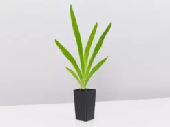 Shrubs Full Sun Iris Domestica 'Leopard Lily'