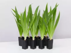 Shrubs Iris Reticulata Dwarf Blue Border Plants