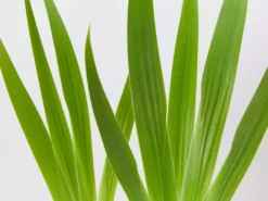 Shrubs Iris Reticulata Dwarf Blue Border Plants 9 Shrubs Iris Reticulata Dwarf Blue Border Plants