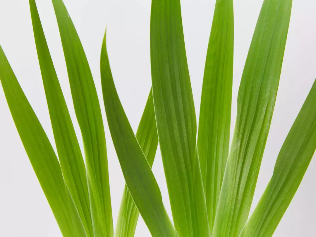 Shrubs Iris Reticulata Dwarf Blue Border Plants 5 Shrubs Iris Reticulata Dwarf Blue Border Plants