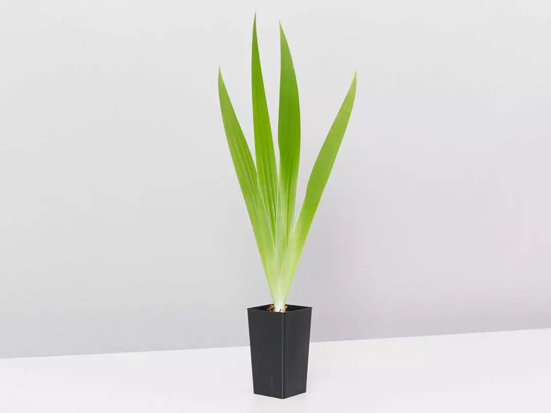 Shrubs Iris Reticulata Dwarf Blue Border Plants 6 Shrubs Iris Reticulata Dwarf Blue Border Plants