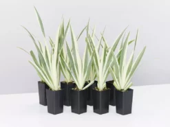 Shrubs Border Plants Iris Japonica Variegata