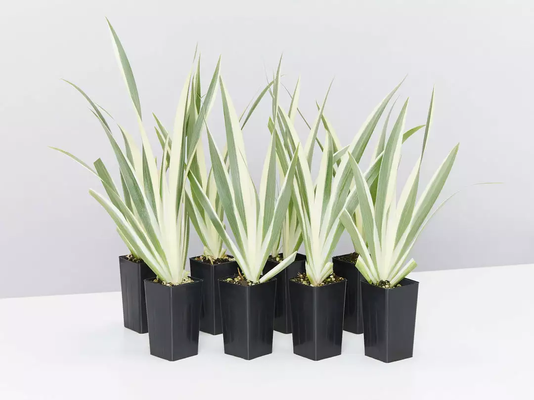 Shrubs Border Plants Iris Japonica Variegata 3 Shrubs Border Plants Iris Japonica Variegata