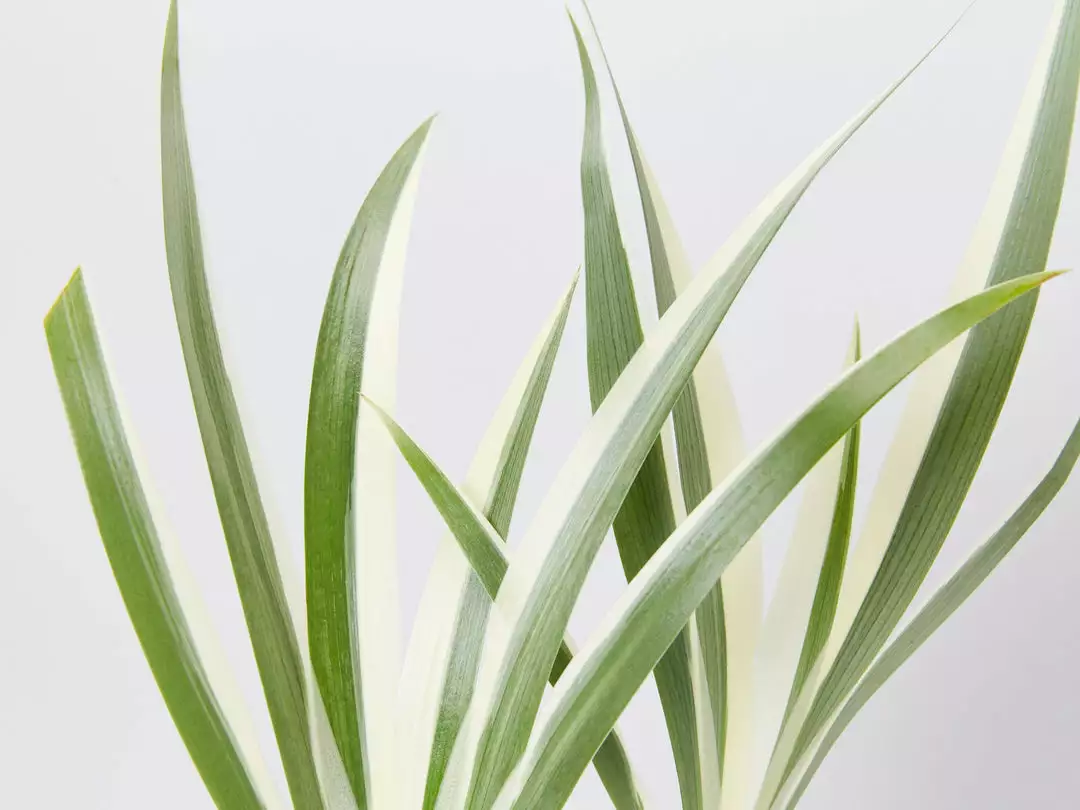 Shrubs Border Plants Iris Japonica Variegata 4 Shrubs Border Plants Iris Japonica Variegata