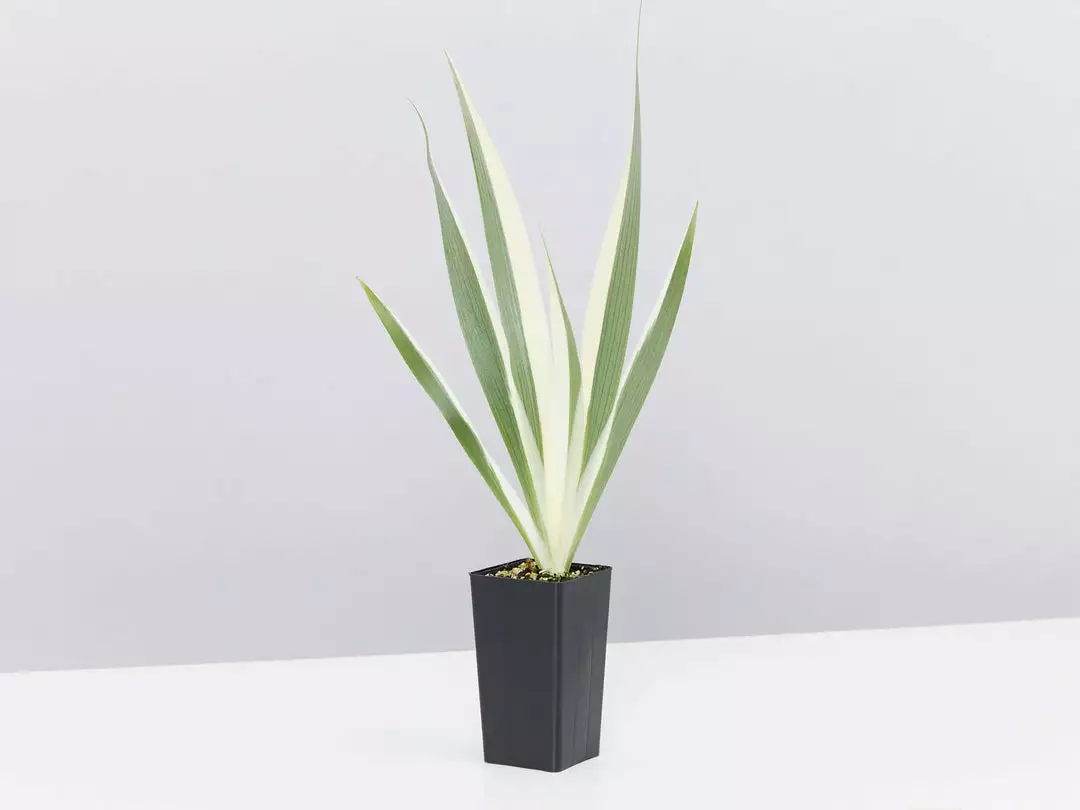 Shrubs Border Plants Iris Japonica Variegata 5 Shrubs Border Plants Iris Japonica Variegata