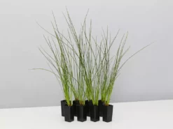 Shrubs Isolepis (Ficinia) Nodosa