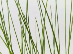 Shrubs Isolepis (Ficinia) Nodosa