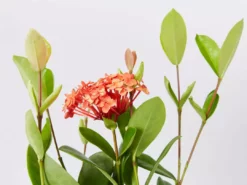 Shrubs Ixora Prince Of Orange Medium Hedge Pack