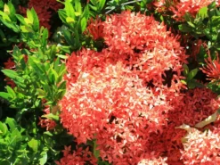Shrubs Ixora Coccinea Coral Fire