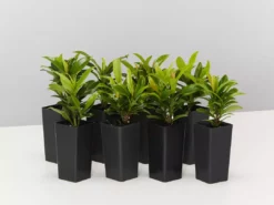 Shrubs Ixora Dwarf Orange